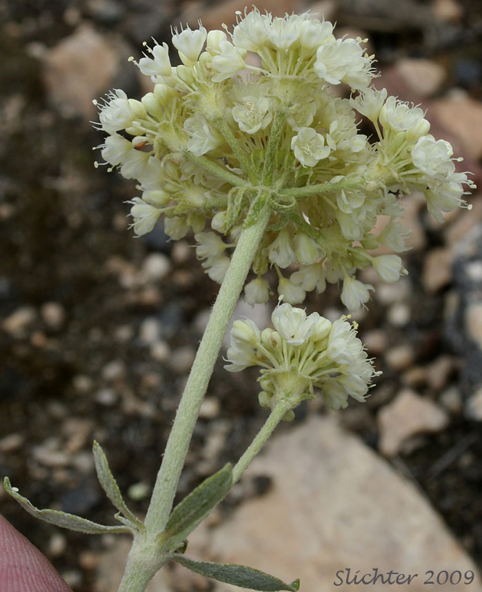 Inflorescence of Wyeth Buckwheat, Parsnipflower Buckwheat, Parsnip-flower Buckwheat, Parsnip-flowered Eriogonum: Eriogonum heracleoides var. heracleoides (Synonym: Eriogonum heracleoides var. angustifolium)