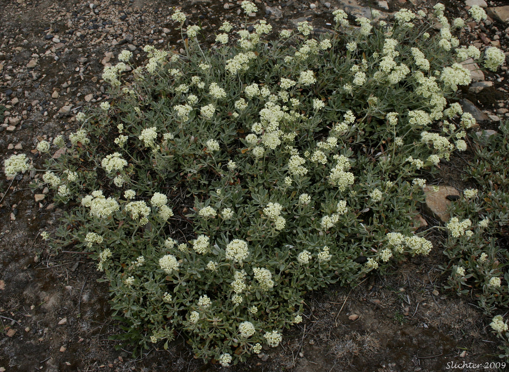 Wyeth Buckwheat, Parsnipflower Buckwheat, Parsnip-flower Buckwheat, Parsnip-flowered Eriogonum: Eriogonum heracleoides var. heracleoides (Synonym: Eriogonum heracleoides var. angustifolium)