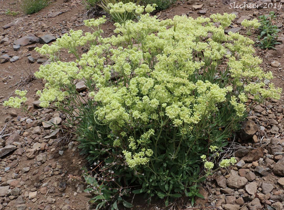 Wyeth Buckwheat, Parsnipflower Buckwheat, Parsnip-flower Buckwheat, Parsnip-flowered Eriogonum: Eriogonum heracleoides var. heracleoides (Synonym: Eriogonum heracleoides var. angustifolium)