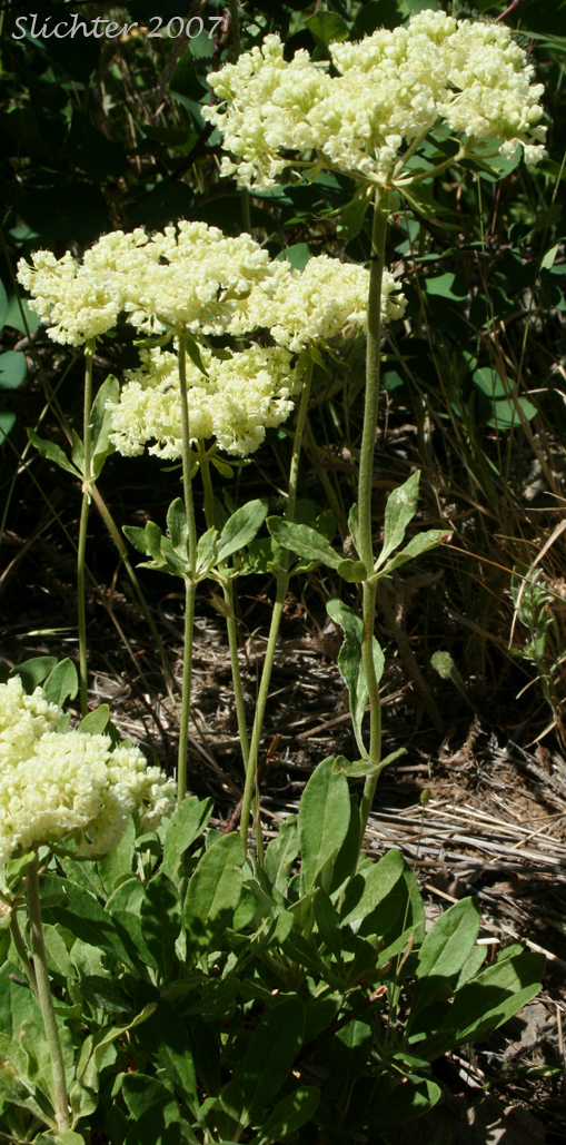 Wyeth Buckwheat, Parsnipflower Buckwheat, Parsnip-flower Buckwheat, Parsnip-flowered Eriogonum: Eriogonum heracleoides var. heracleoides (Synonym: Eriogonum heracleoides var. angustifolium)