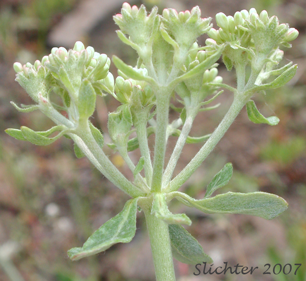 Inflorescence of Wyeth Buckwheat, Parsnipflower Buckwheat, Parsnip-flower Buckwheat, Parsnip-flowered Eriogonum: Eriogonum heracleoides var. heracleoides (Synonym: Eriogonum heracleoides var. angustifolium)