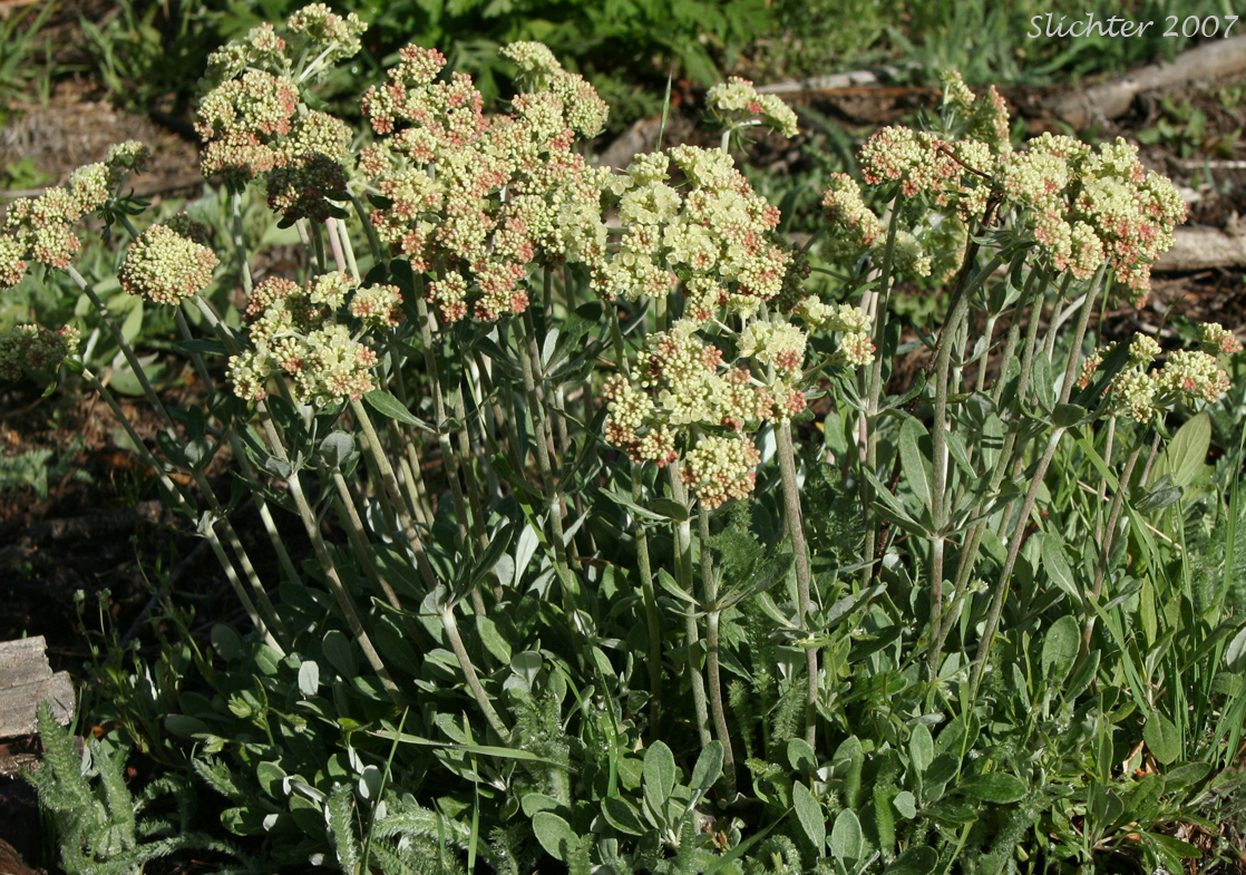 Wyeth Buckwheat, Parsnipflower Buckwheat, Parsnip-flower Buckwheat, Parsnip-flowered Eriogonum: Eriogonum heracleoides var. heracleoides (Synonym: Eriogonum heracleoides var. angustifolium)
