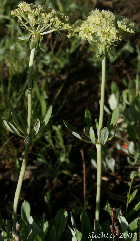Wyeth Buckwheat, Parsnipflower Buckwheat, Parsnip-flower Buckwheat, Parsnip-flowered Eriogonum: Eriogonum heracleoides var. heracleoides (Synonym: Eriogonum heracleoides var. angustifolium)