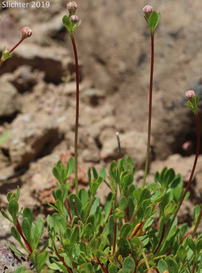 Sierra Buckwheat, Sierra Eriogonum: Eriogonum marifolium var. marifolium