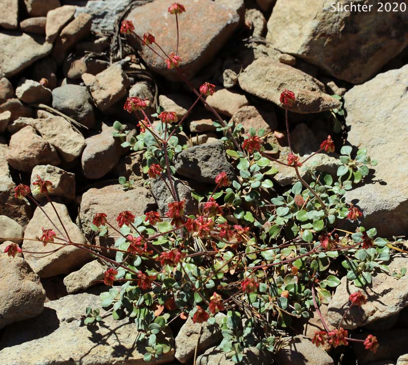 Sierra Buckwheat, Sierra Eriogonum: Eriogonum marifolium var. marifolium