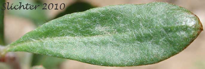 Dorsal leaf surface of Slender Buckwheat, Slenderbush Buckwheat, Slender Wild Buckwheat: Eriogonum microthecum var. microthecum (Synonym: Eriogonum microthecum var. idahoense)