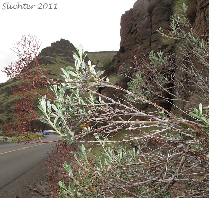 Slender Buckwheat, Slenderbush Buckwheat, Slender Wild Buckwheat: Eriogonum microthecum var. microthecum (Synonym: Eriogonum microthecum var. idahoense)