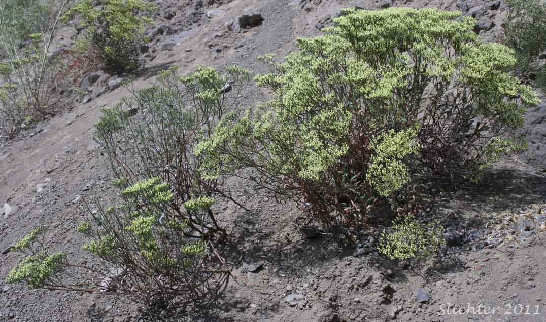Slender Buckwheat, Slenderbush Buckwheat, Slender Wild Buckwheat: Eriogonum microthecum var. microthecum (Synonym: Eriogonum microthecum var. idahoense)