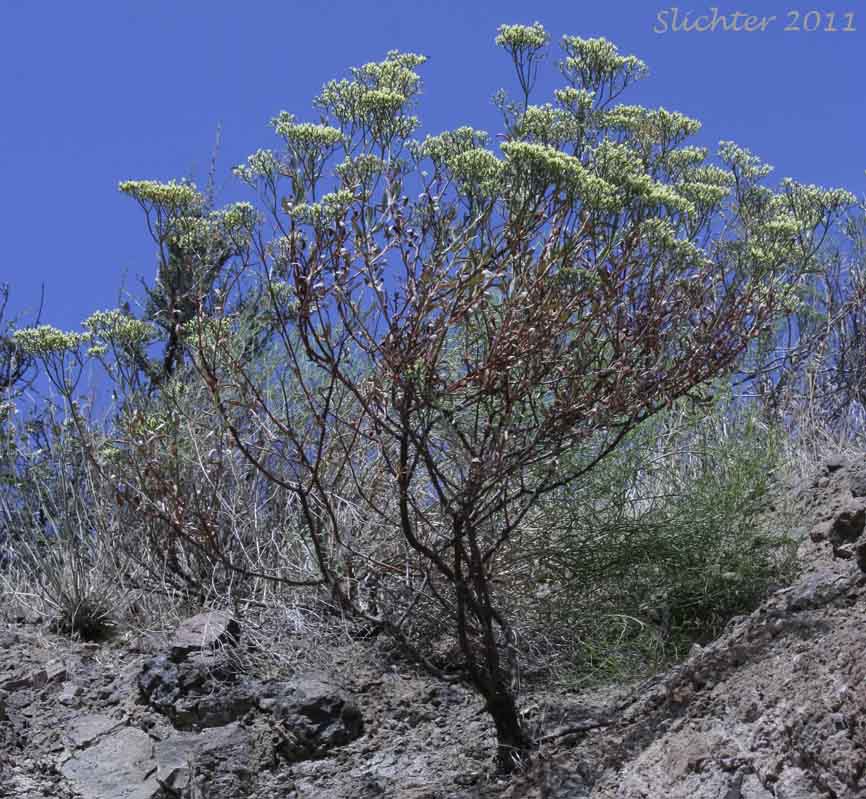 Slender Buckwheat, Slenderbush Buckwheat, Slender Wild Buckwheat: Eriogonum microthecum var. microthecum (Synonym: Eriogonum microthecum var. idahoense)