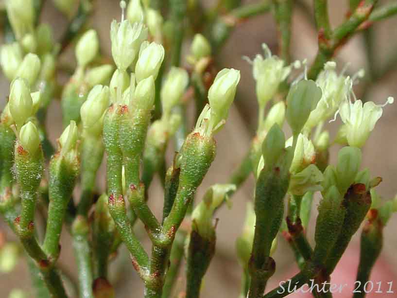 Flowers of Slender Buckwheat, Slenderbush Buckwheat, Slender Wild Buckwheat: Eriogonum microthecum var. microthecum (Synonym: Eriogonum microthecum var. idahoense)