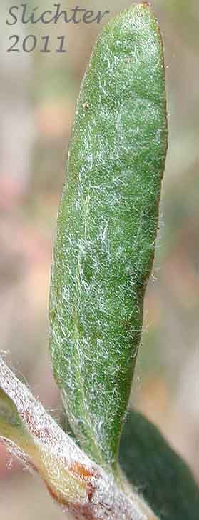 Stem leaf of Slender Buckwheat, Slenderbush Buckwheat, Slender Wild Buckwheat: Eriogonum microthecum var. microthecum (Synonym: Eriogonum microthecum var. idahoense)