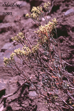 Slender Buckwheat, Slenderbush Buckwheat, Slender Wild Buckwheat: Eriogonum microthecum var. microthecum (Synonym: Eriogonum microthecum var. idahoense)