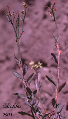 Slender Buckwheat, Slenderbush Buckwheat, Slender Wild Buckwheat: Eriogonum microthecum var. microthecum (Synonym: Eriogonum microthecum var. idahoense)