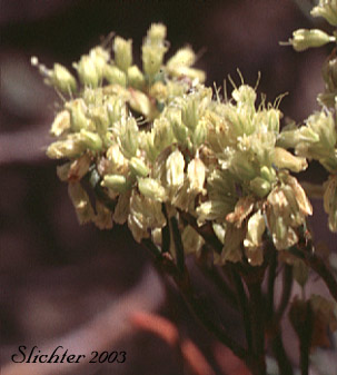 Yellow-flowered inflorescence of Slender Buckwheat, Slenderbush Buckwheat, Slender Wild Buckwheat: Eriogonum microthecum var. microthecum (Synonym: Eriogonum microthecum var. idahoense)