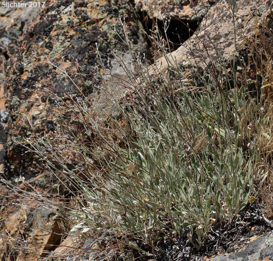 Snow Buckwheat Eriogonum niveum (Synonyms: Erigonum niveum var. decumbens, Eriogonum niveum var. niveum)