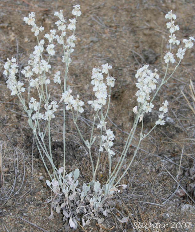 Snow Buckwheat Eriogonum niveum (Synonyms: Erigonum niveum var. decumbens, Eriogonum niveum var. niveum)