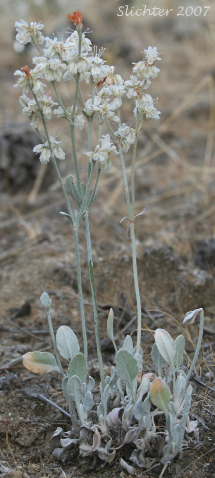 Snow Buckwheat Eriogonum niveum (Synonyms: Erigonum niveum var. decumbens, Eriogonum niveum var. niveum)