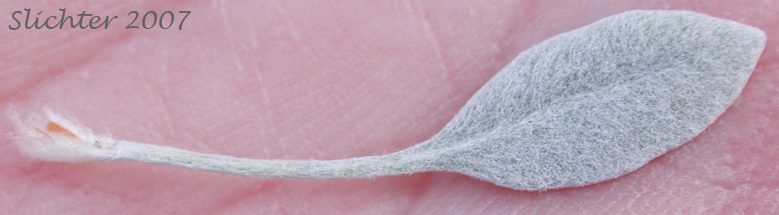 Basal leaf of Snow Buckwheat Eriogonum niveum (Synonyms: Erigonum niveum var. decumbens, Eriogonum niveum var. niveum)