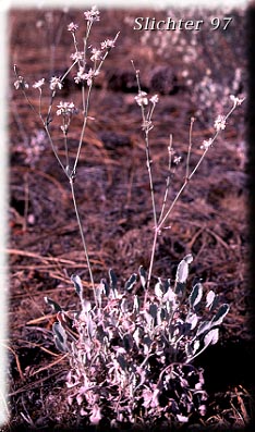 Snow Buckwheat Eriogonum niveum (Synonyms: Erigonum niveum var. decumbens, Eriogonum niveum var. niveum)