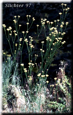 Inflorescence of Fremont's Wild Buckwheat, Naked Buckwheat: Eriogonum nudum var. pubiflorum