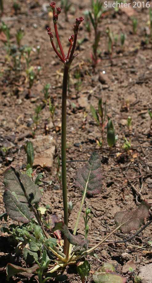 Fremont's Wild Buckwheat, Naked Buckwheat: Eriogonum nudum var. pubiflorum
