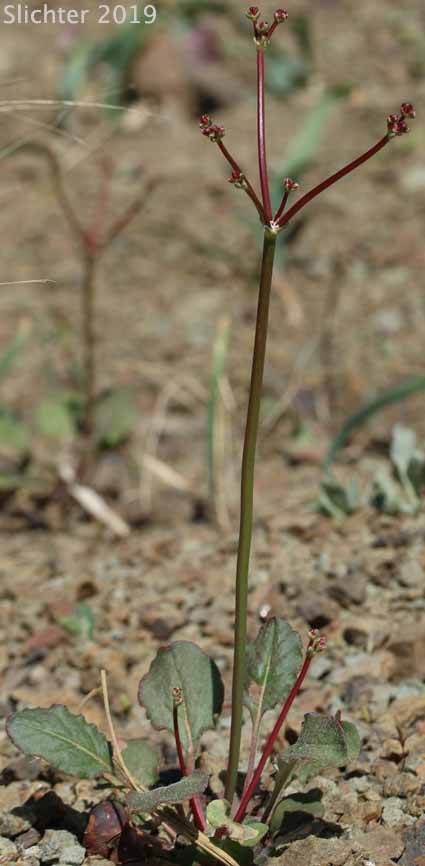 Fremont's Wild Buckwheat, Naked Buckwheat: Eriogonum nudum var. pubiflorum