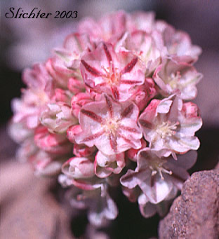 Inflorescence of Cushion Buckwheat, Dwarf Cushion Wild Buckwheat: Eriogonum ovalifolium var. depressum