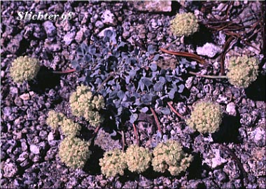 Cushion Buckwheat, Oval-leaved Buckwheat, Sierran Cushion Wild Buckwheat: Eriogonum ovalifolium var. nivale (Synonyms: Eriogonum nivale, Eriogonum rhodanthum)
