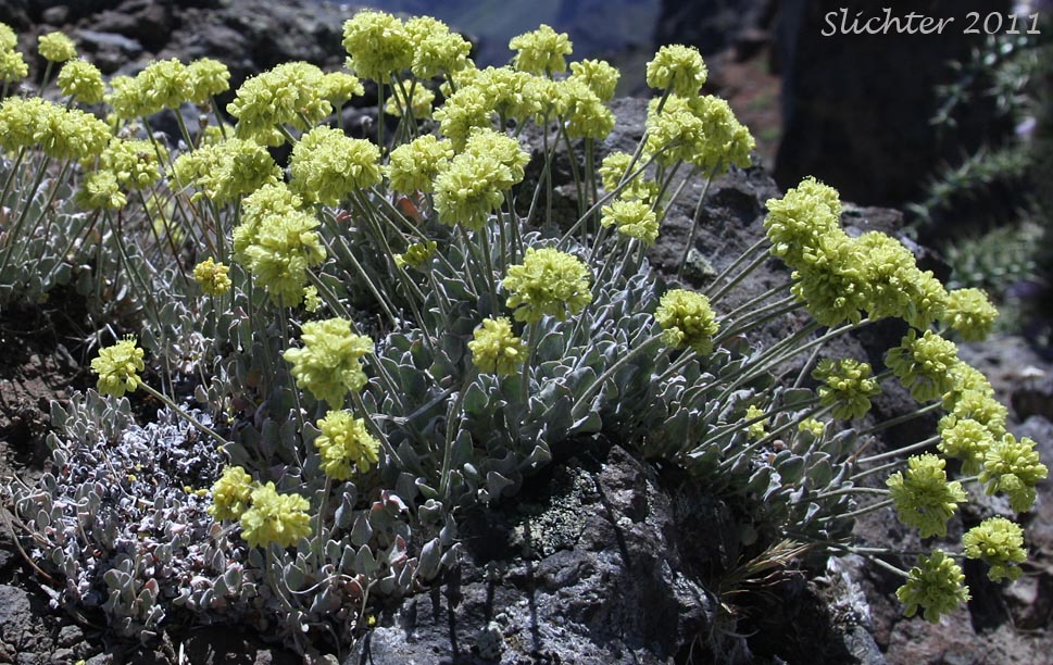 Cushion Buckwheat: Eriogonum ovalifolium var. ovalifolium (Synonyms: Eriogonum ovalifolium ssp. ovalifolium, Eriogonum ovalifolium var. multiscapum, Eriogonum ovalifolium var. nevadense)