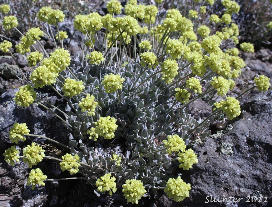 Cushion Buckwheat: Eriogonum ovalifolium var. ovalifolium (Synonyms: Eriogonum ovalifolium ssp. ovalifolium, Eriogonum ovalifolium var. multiscapum, Eriogonum ovalifolium var. nevadense)