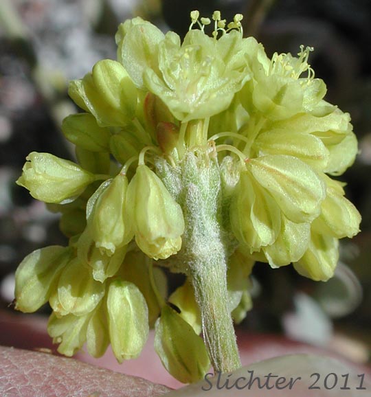 Close-up of the single involucre of Cushion Buckwheat: Eriogonum ovalifolium var. ovalifolium (Synonyms: Eriogonum ovalifolium ssp. ovalifolium, Eriogonum ovalifolium var. multiscapum, Eriogonum ovalifolium var. nevadense)