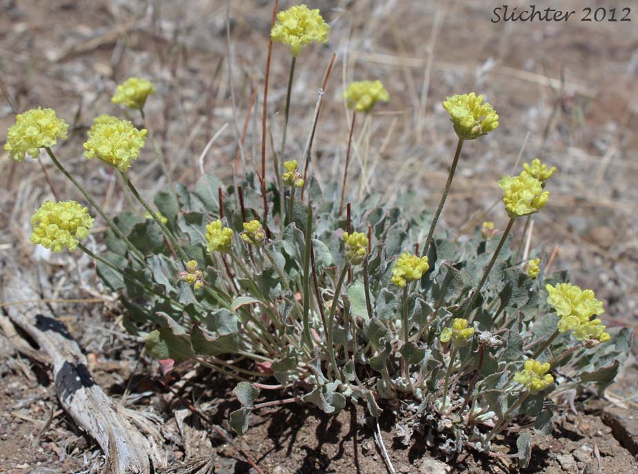 Cushion Buckwheat: Eriogonum ovalifolium var. ovalifolium (Synonyms: Eriogonum ovalifolium ssp. ovalifolium, Eriogonum ovalifolium var. multiscapum, Eriogonum ovalifolium var. nevadense)