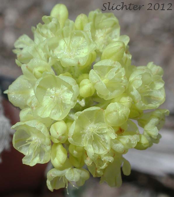 Close-up of the inflorescence of Cushion Buckwheat: Eriogonum ovalifolium var. ovalifolium (Synonyms: Eriogonum ovalifolium ssp. ovalifolium, Eriogonum ovalifolium var. multiscapum, Eriogonum ovalifolium var. nevadense)