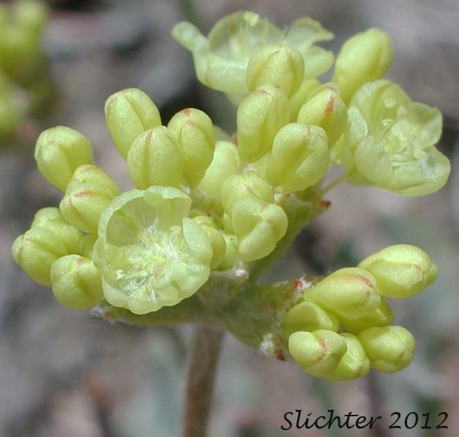 Close-up of the inflorescence of Cushion Buckwheat: Eriogonum ovalifolium var. ovalifolium (Synonyms: Eriogonum ovalifolium ssp. ovalifolium, Eriogonum ovalifolium var. multiscapum, Eriogonum ovalifolium var. nevadense)