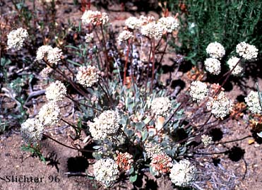 Cushion Buckwheat, Purple Cushion Wild Buckwheat: Eriogonum ovalifolium var. purpureum (Synonyms: Eriogonum davisianum, Eriogonum orthocaulon, Eriogonum ovalifolium ssp. purpureum, Eriogonum ovalifolium var. celsum, Eriogonum ovalifolium var. orthocaulon, Eucycla purpurea)