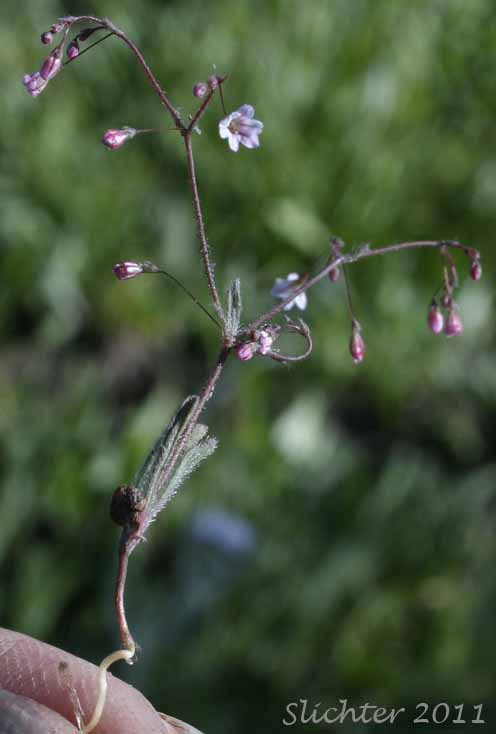 Redding Buckwheat, Redding's Wild Buckwheat, Spurry Buckwheat: Eriogonum spergulinum var. reddingianum (Synonym: Eriogonum spergulinum ssp. reddingianum)