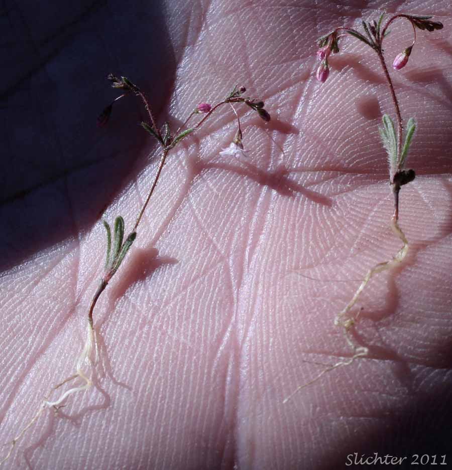 Redding Buckwheat, Redding's Wild Buckwheat, Spurry Buckwheat: Eriogonum spergulinum var. reddingianum (Synonym: Eriogonum spergulinum ssp. reddingianum)