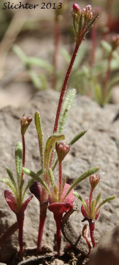 Redding Buckwheat, Redding's Wild Buckwheat, Spurry Buckwheat: Eriogonum spergulinum var. reddingianum (Synonym: Eriogonum spergulinum ssp. reddingianum)