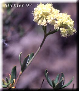 Rock Buckwheat, Halimium Wild Buckwheat: Eriogonum sphaerocephalum var. halimioides (Synonyms: Eriogonum fruticulosum, Eriogonum halimioides)