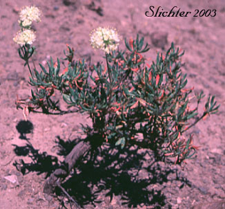 Rock Buckwheat, Halimium Wild Buckwheat: Eriogonum sphaerocephalum var. halimioides (Synonyms: Eriogonum fruticulosum, Eriogonum halimioides)