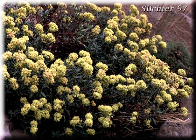 Rock Buckwheat, Rock Wild Buckwheat, Round-headed Buckwheat: Eriogonum sphaerocephalum (Synonyms: Eriogonum fasciculifolium, Eriogonum geniculatum, Eriogonum sphaerocephalum var. geniculatum)