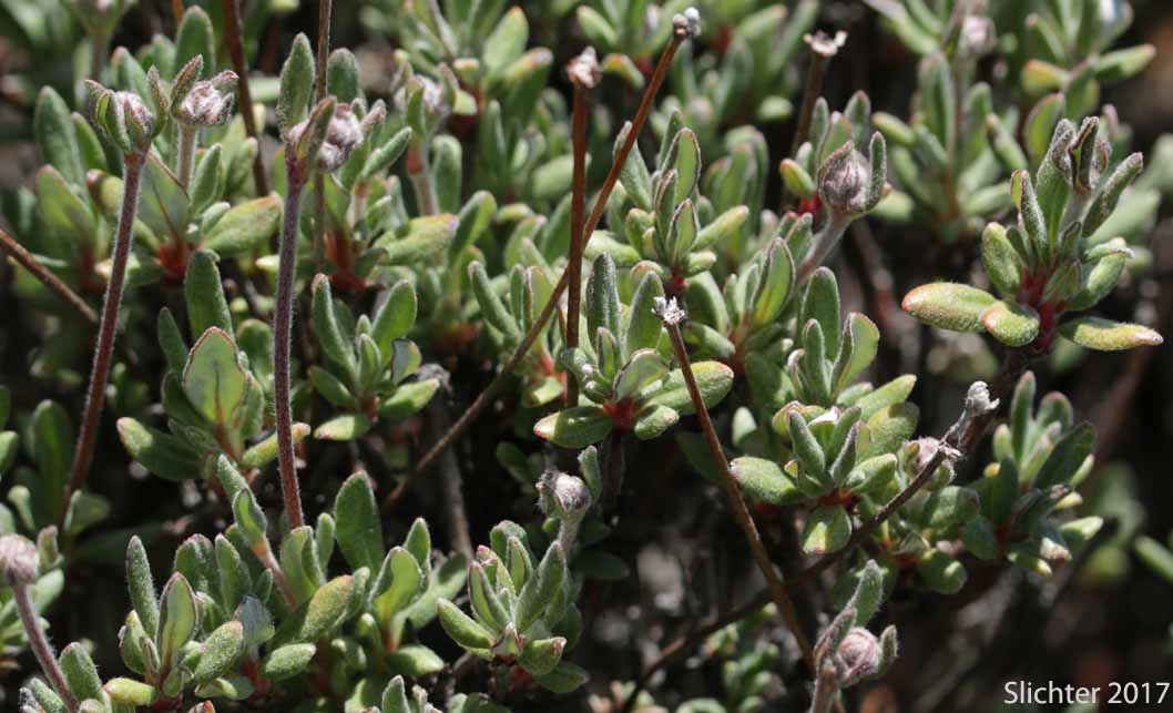Rock Buckwheat, Rock Wild Buckwheat, Round-headed Buckwheat: Eriogonum sphaerocephalum (Synonyms: Eriogonum fasciculifolium, Eriogonum geniculatum, Eriogonum sphaerocephalum var. geniculatum)