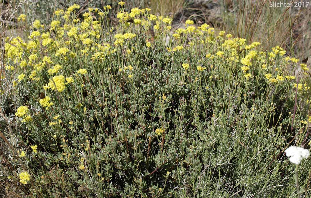 Rock Buckwheat, Rock Wild Buckwheat, Round-headed Buckwheat: Eriogonum sphaerocephalum (Synonyms: Eriogonum fasciculifolium, Eriogonum geniculatum, Eriogonum sphaerocephalum var. geniculatum)