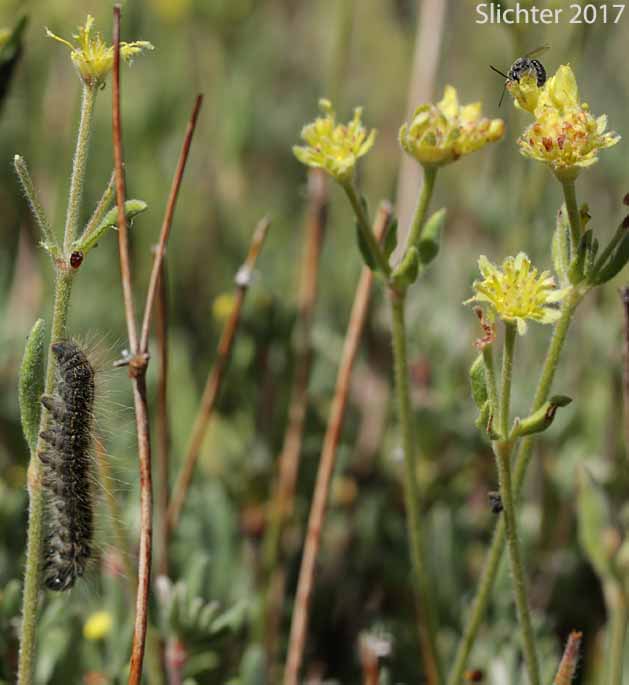 Rock Buckwheat, Rock Wild Buckwheat, Round-headed Buckwheat: Eriogonum sphaerocephalum (Synonyms: Eriogonum fasciculifolium, Eriogonum geniculatum, Eriogonum sphaerocephalum var. geniculatum)