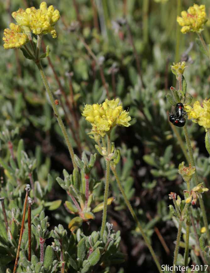 Rock Buckwheat, Rock Wild Buckwheat, Round-headed Buckwheat: Eriogonum sphaerocephalum (Synonyms: Eriogonum fasciculifolium, Eriogonum geniculatum, Eriogonum sphaerocephalum var. geniculatum)