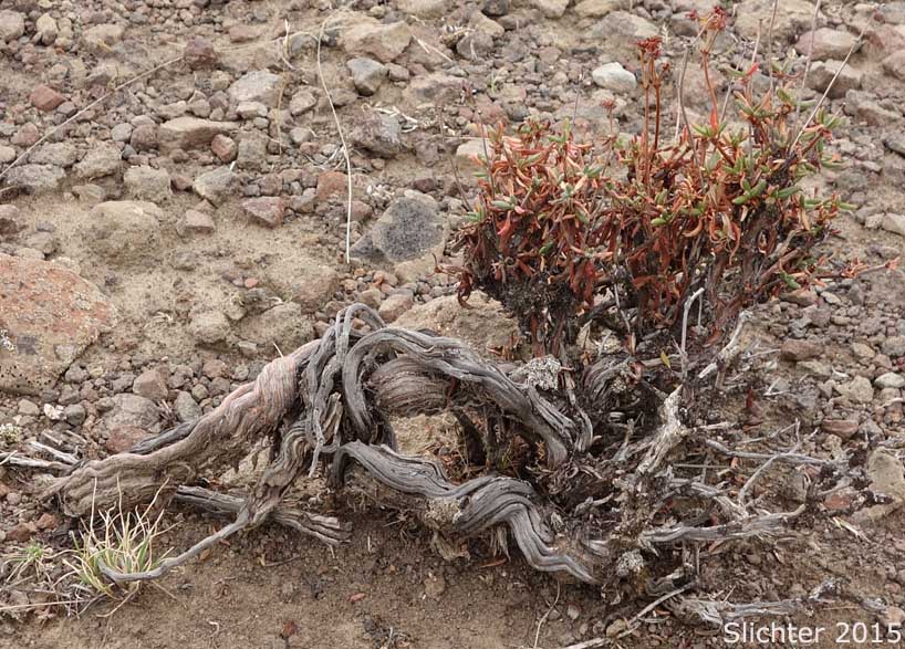 Woody stem of Rock Buckwheat, Rock Wild Buckwheat, Round-headed Buckwheat: Eriogonum sphaerocephalum (Synonyms: Eriogonum fasciculifolium, Eriogonum geniculatum, Eriogonum sphaerocephalum var. geniculatum)