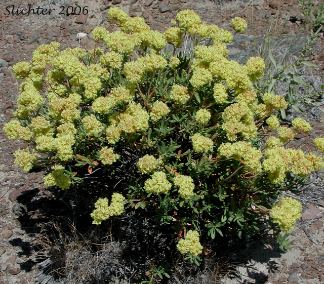 Rock Buckwheat, Rock Wild Buckwheat, Round-headed Buckwheat: Eriogonum sphaerocephalum (Synonyms: Eriogonum fasciculifolium, Eriogonum geniculatum, Eriogonum sphaerocephalum var. geniculatum)