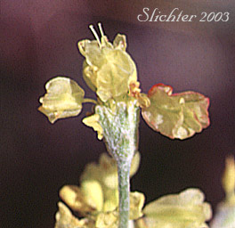 Goose Lake Wild Buckwheat, Strict Buckwheat: Eriogonum strictum var. anserinum (Synonyms: Eriogonum anserinum, Eriogonum flavissimum, Eriogonum ovalifolium ssp. flavissimum, Eriogonum proliferum ssp. anserinum, Eriogonum strictum ssp. anserinum, Eriogonum strictum ssp. proliferum var. anserinum, Eriogonum strictum var. flavissimum)