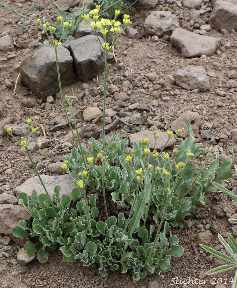 Goose Lake Wild Buckwheat, Strict Buckwheat: Eriogonum strictum var. anserinum (Synonyms: Eriogonum anserinum, Eriogonum flavissimum, Eriogonum ovalifolium ssp. flavissimum, Eriogonum proliferum ssp. anserinum, Eriogonum strictum ssp. anserinum, Eriogonum strictum ssp. proliferum var. anserinum, Eriogonum strictum var. flavissimum)