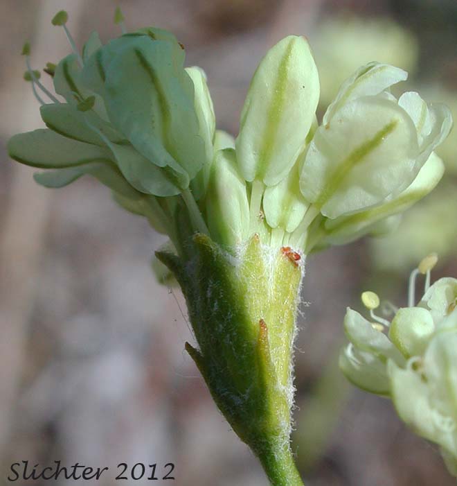 Close-up of the flowers of Goose Lake Wild Buckwheat, Strict Buckwheat: Eriogonum strictum var. anserinum (Synonyms: Eriogonum anserinum, Eriogonum flavissimum, Eriogonum ovalifolium ssp. flavissimum, Eriogonum proliferum ssp. anserinum, Eriogonum strictum ssp. anserinum, Eriogonum strictum ssp. proliferum var. anserinum, Eriogonum strictum var. flavissimum)